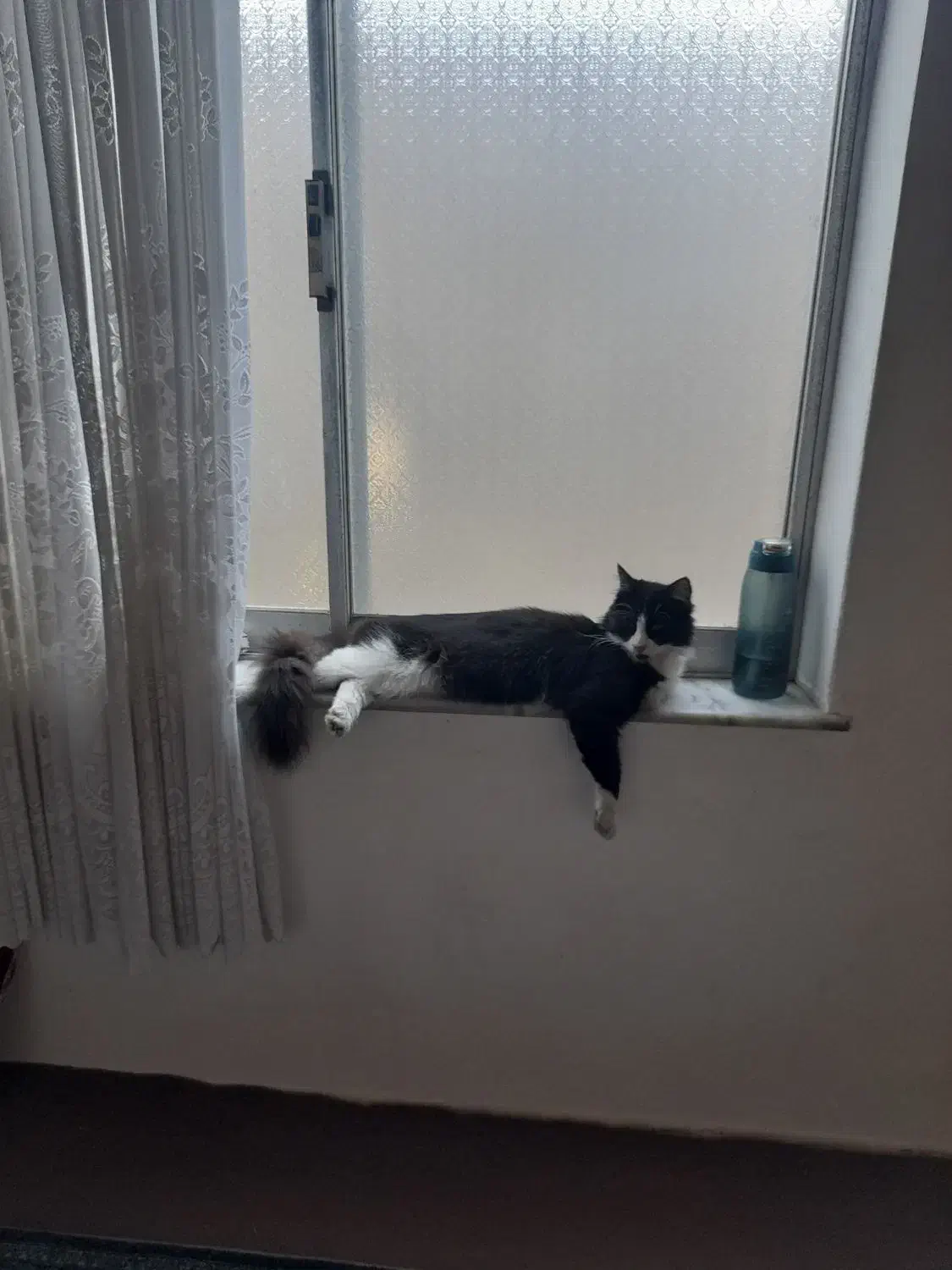 یک عدد گربه نر کاملا دستی و مهربون|گربه|تنکابن, |دیوار