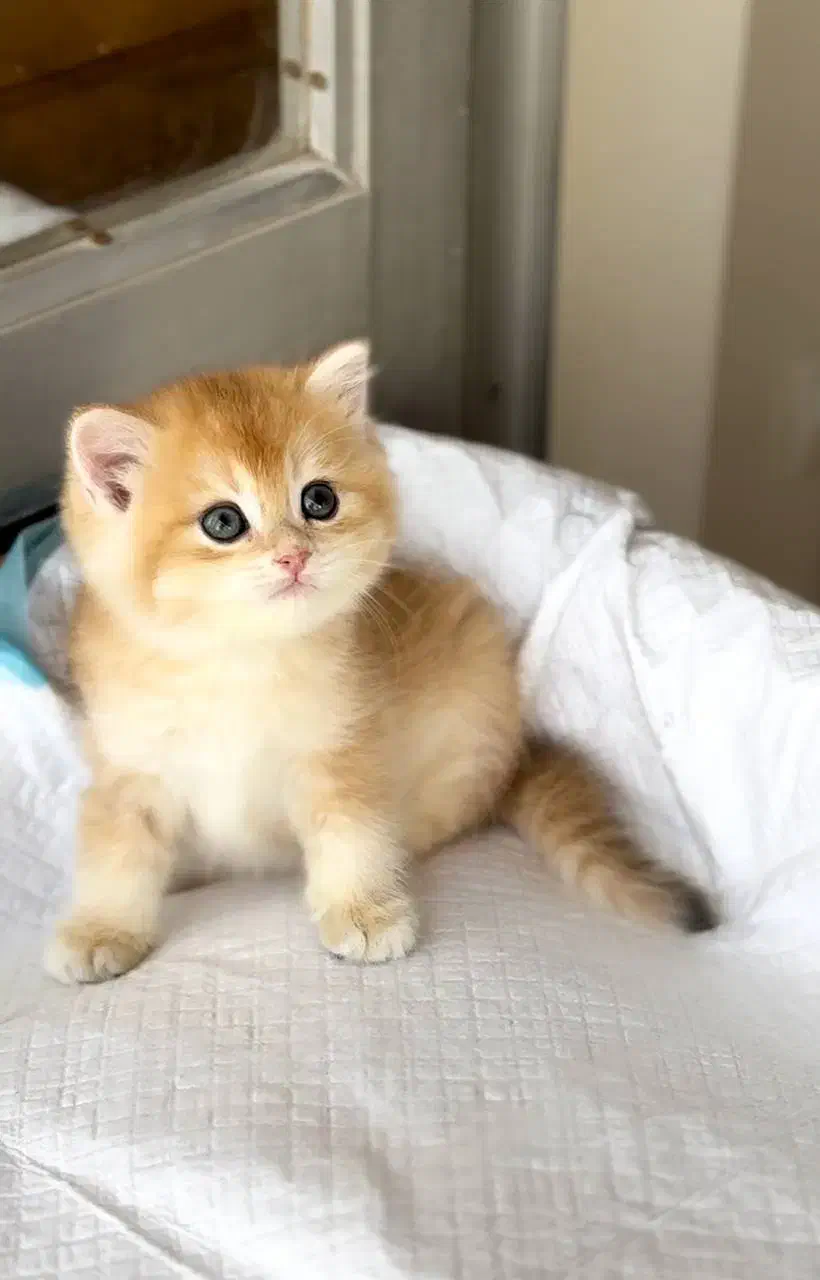 گربه بریتیش خالص (پت شاپ نیستم)|گربه|تهران, پونک|دیوار