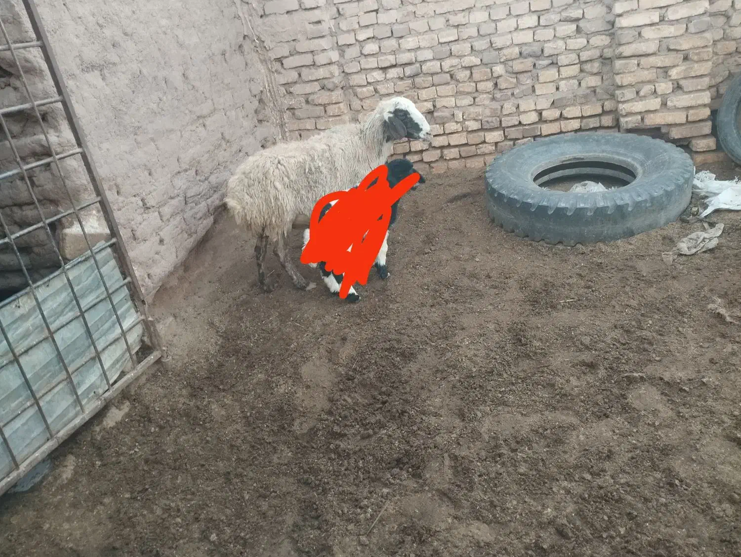 میش زایده و آبستن...|حیوانات مزرعه|رفسنجان, |دیوار