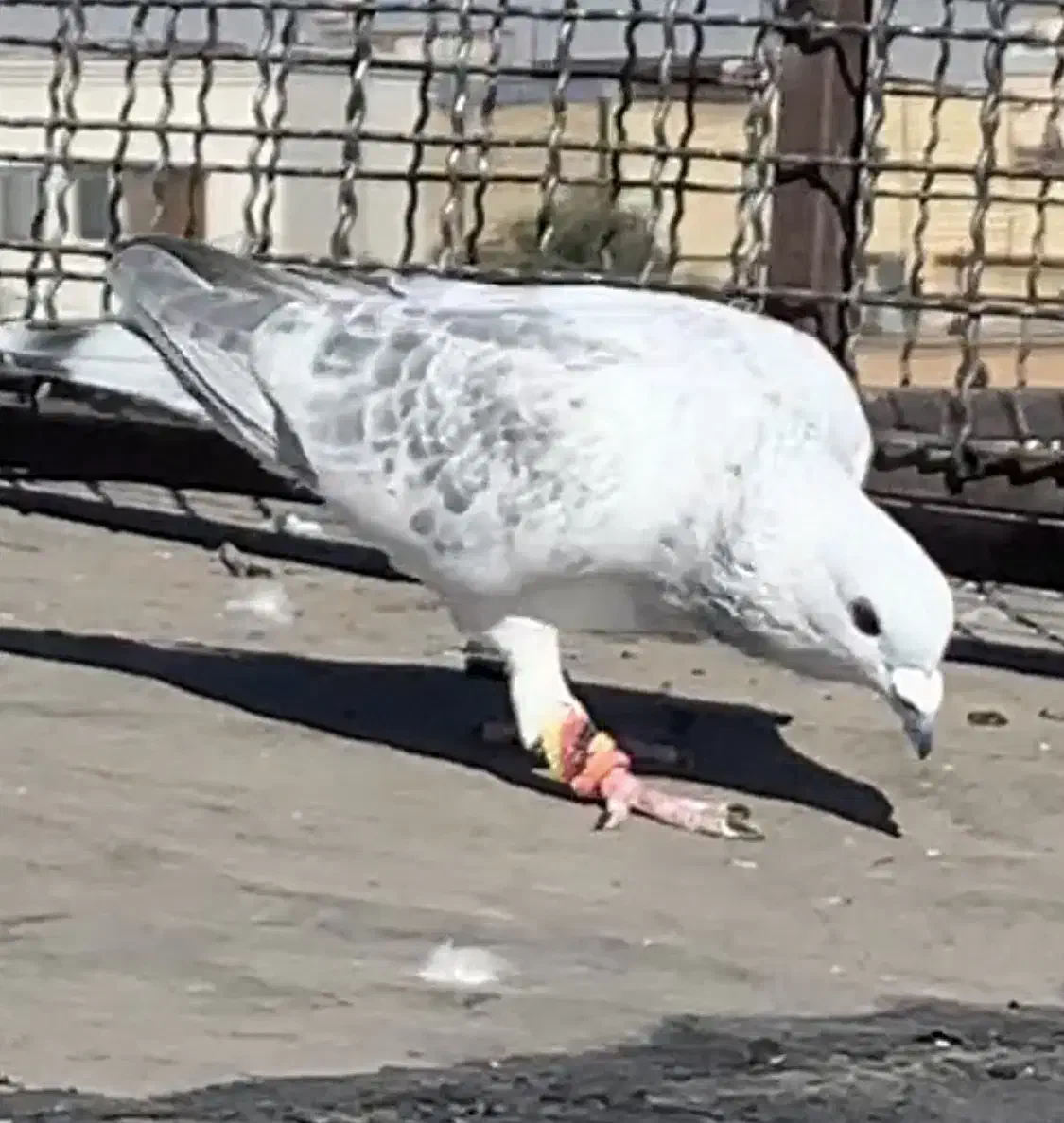 نر پولکی|پرنده|تربت‌حیدریه, رجایی|دیوار