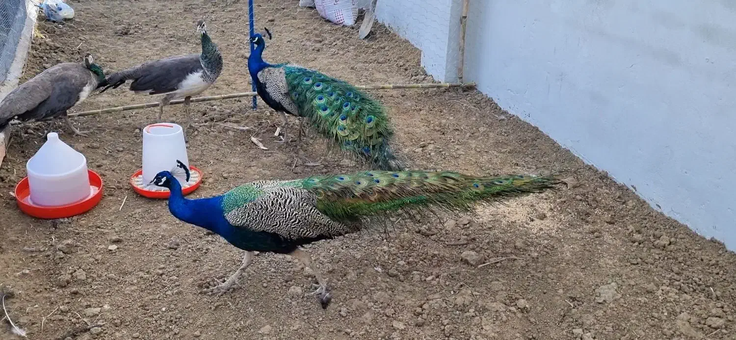 جوجه طاووس|پرنده|فرح آباد, |دیوار