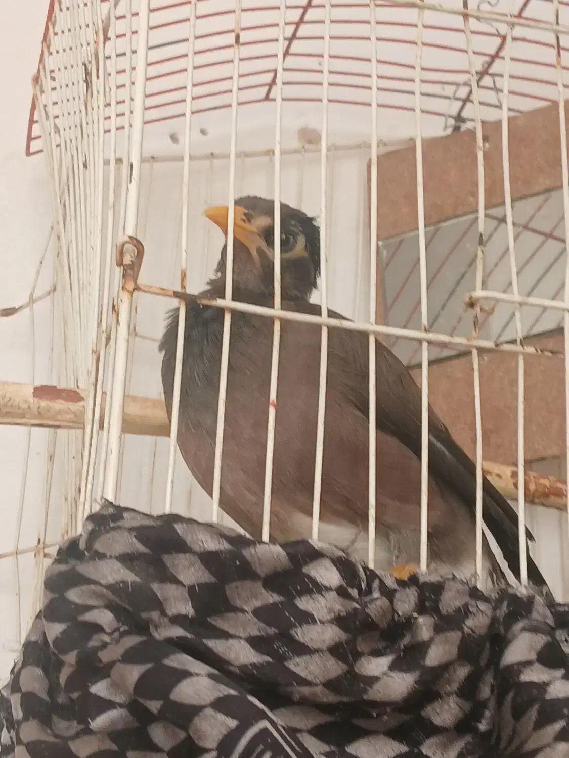 مینا دستی|پرنده|گلبهار, شهر جدید گلبهار|دیوار