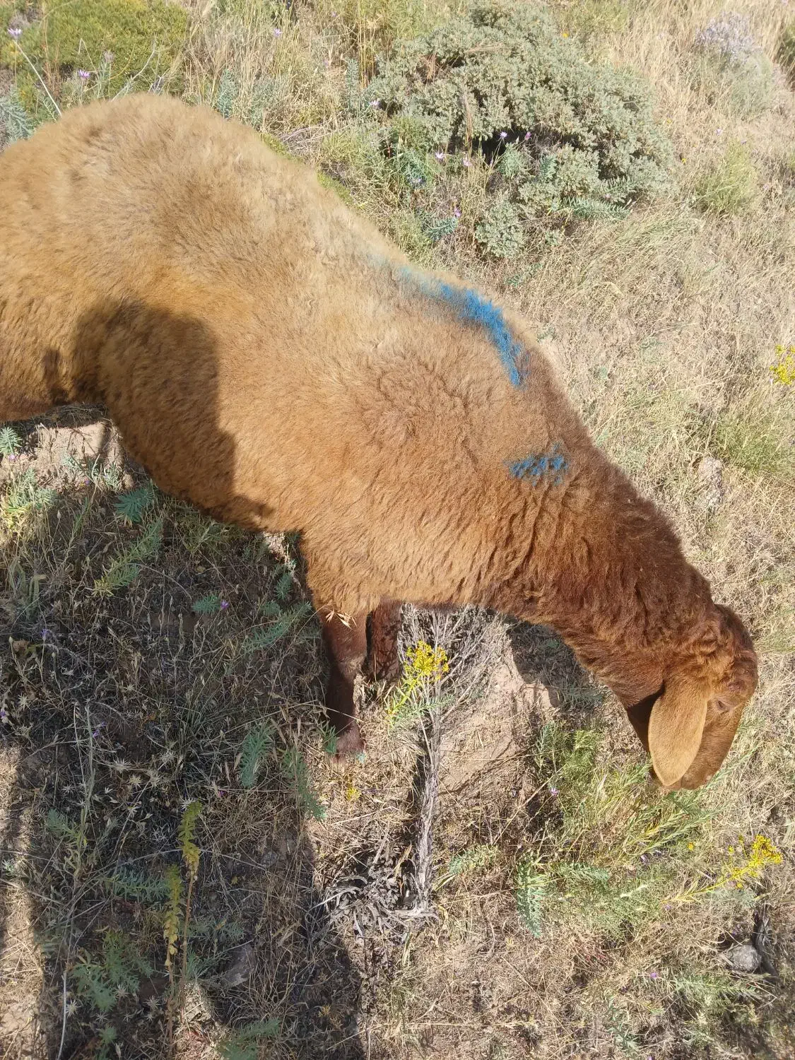 توخلی دامازدیخ نر یه ماه مونده یه ساله بشن|حیوانات مزرعه|هیر, |دیوار