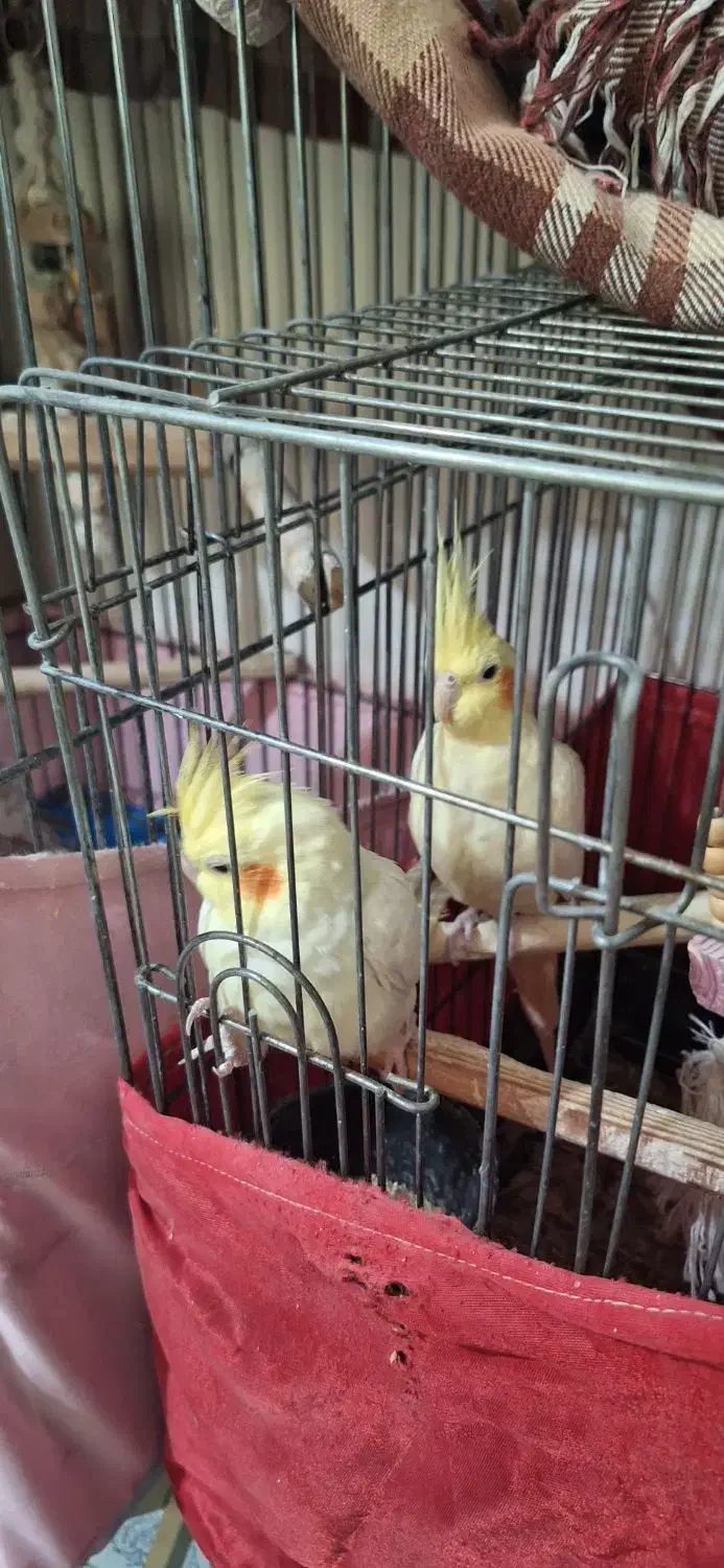 عروس هلندی|پرنده|فردیس, شهرک ناز|دیوار