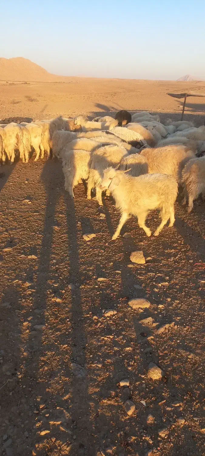 بز محلی سرمایه|حیوانات مزرعه|سیرجان, |دیوار