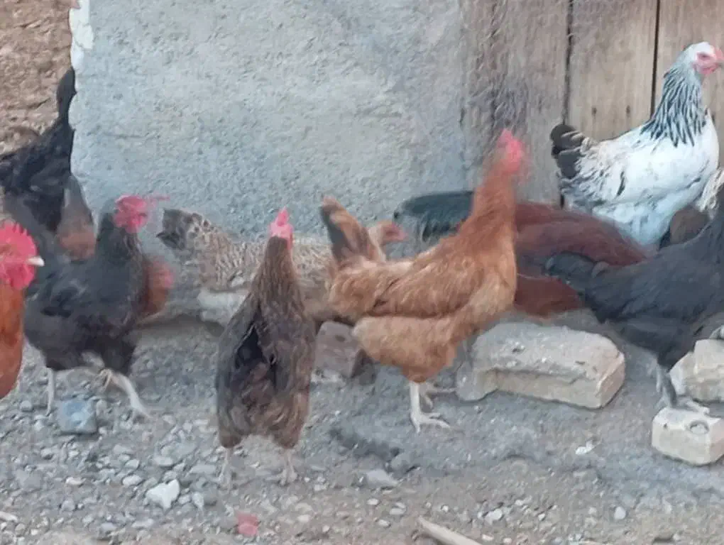 مرغ وخروس روستایی جوان|حیوانات مزرعه|مرند, |دیوار