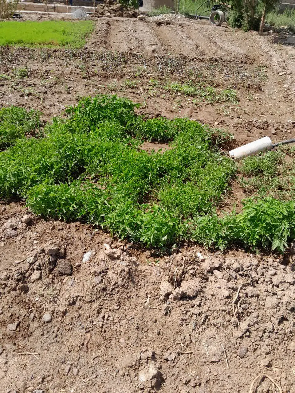 نشا گوجه|گل و گیاه طبیعی|قم, شهرک امام حسین|دیوار