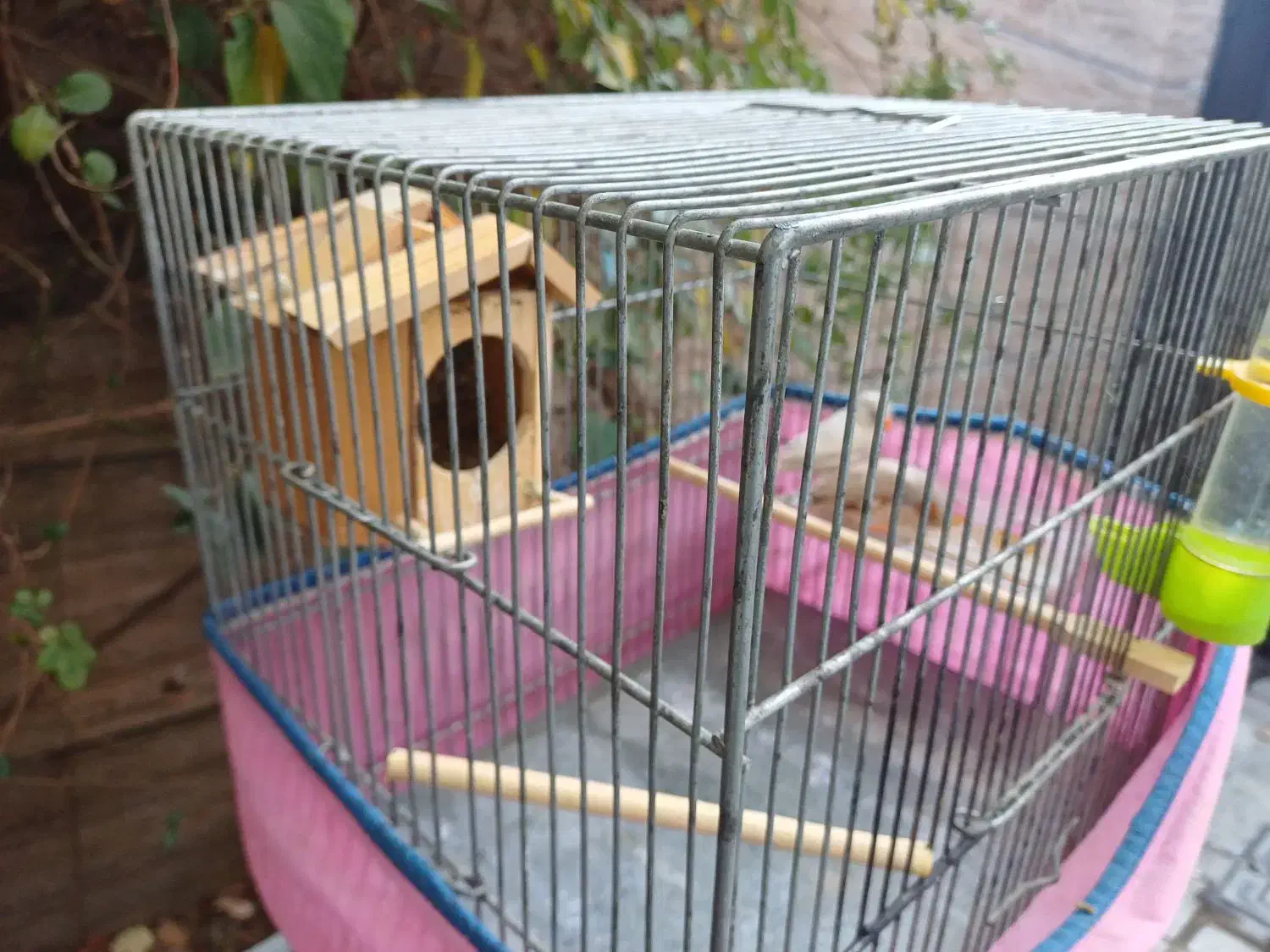 یه جفت فنچ همراه قفس|پرنده|فردیس, شهرک ۱۱۰|دیوار