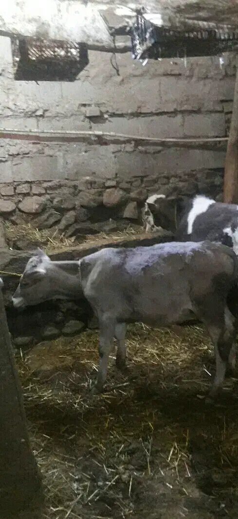 گوساله گوشتی|حیوانات مزرعه|سراب, |دیوار