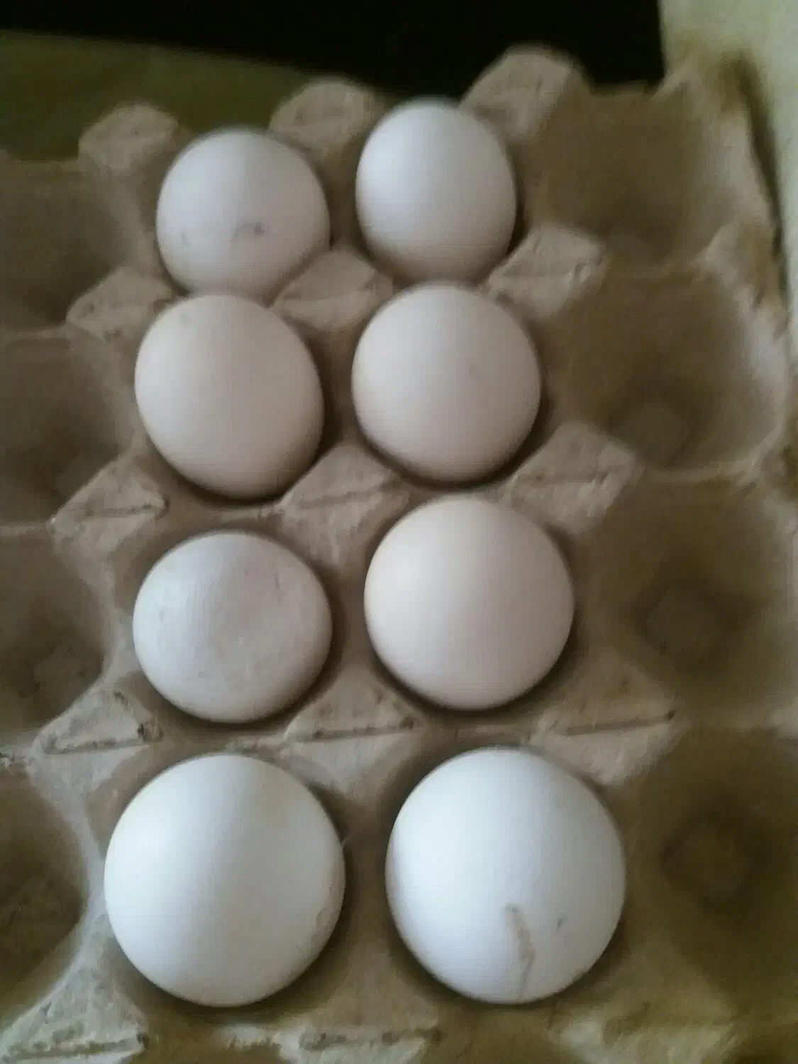 حراج|خوردنی و آشامیدنی|پیشوا, |دیوار