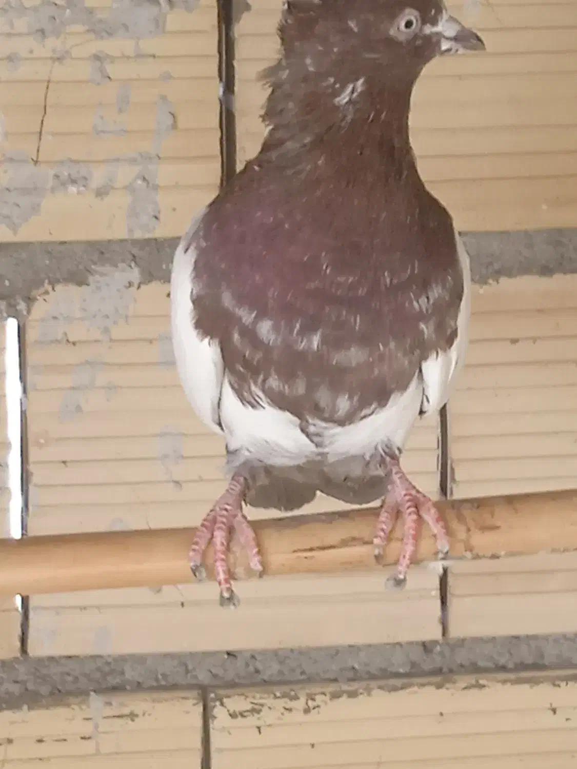 حراج کله سرخ دوبال. هفت رنگ هفصددوتا|پرنده|تاکستان, |دیوار