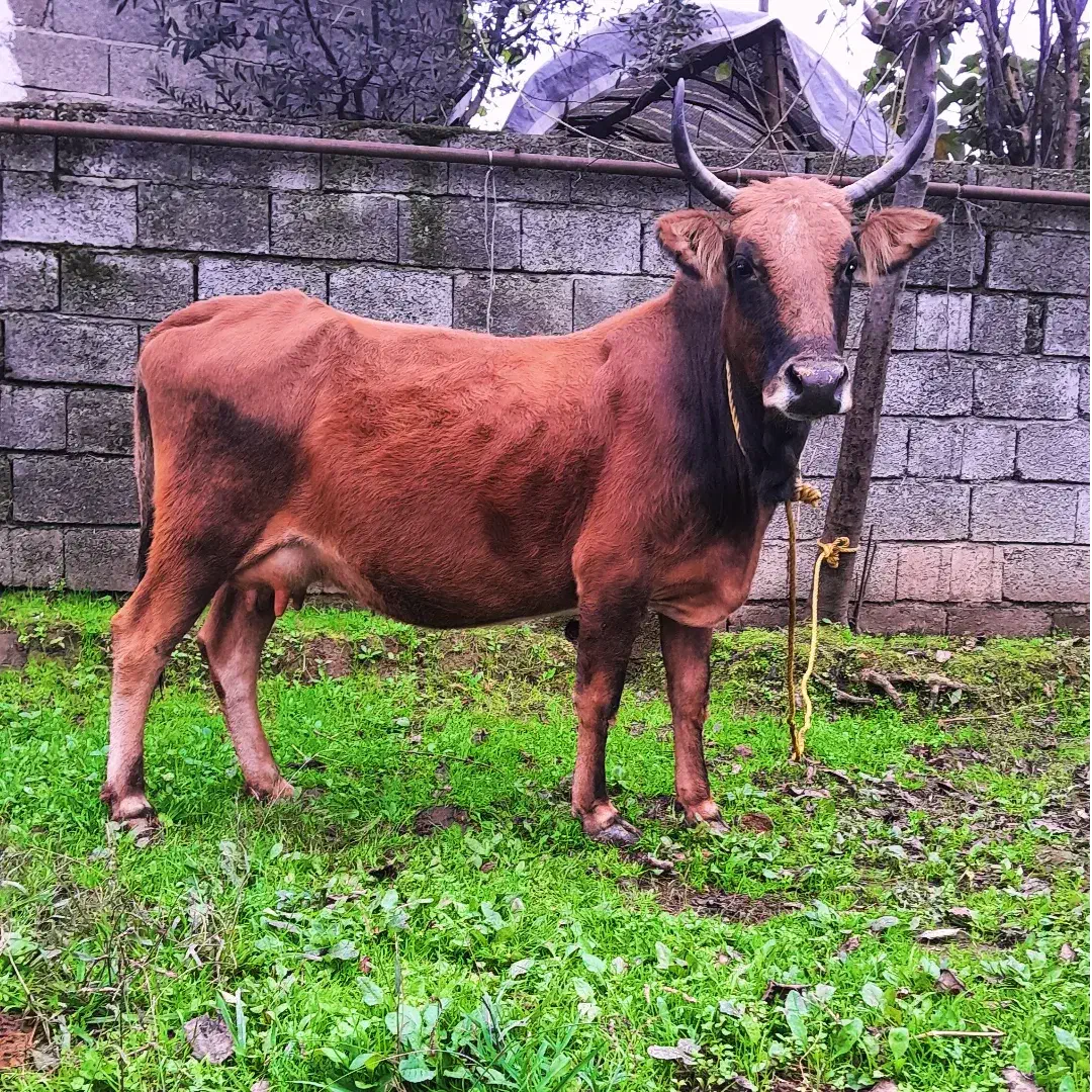 گاو چالوسی با گوساله لوکس|حیوانات مزرعه|رشت, یخسازی|دیوار