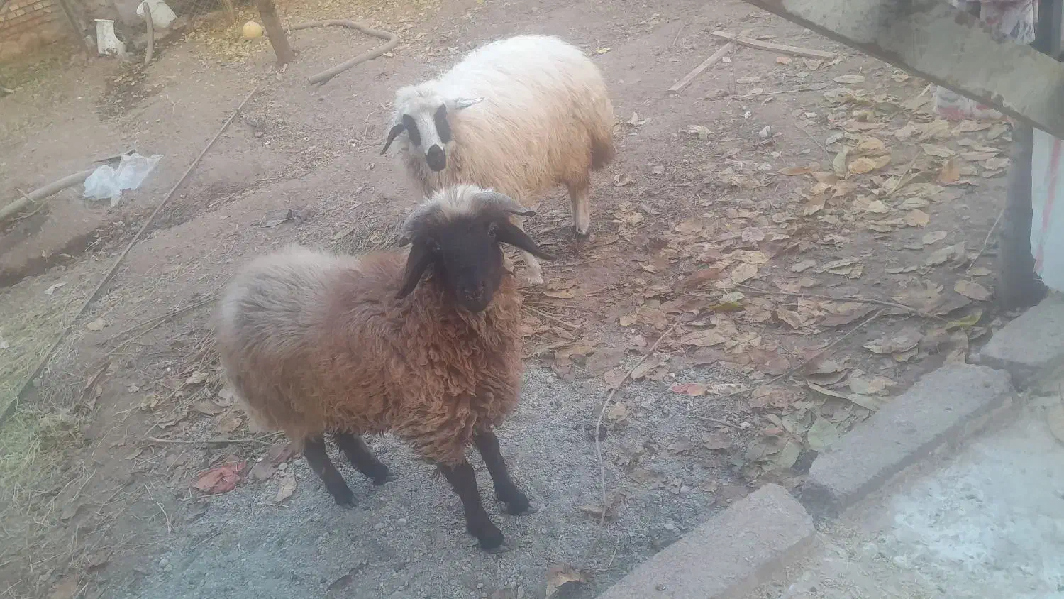 بره پروری|حیوانات مزرعه|شوط, |دیوار