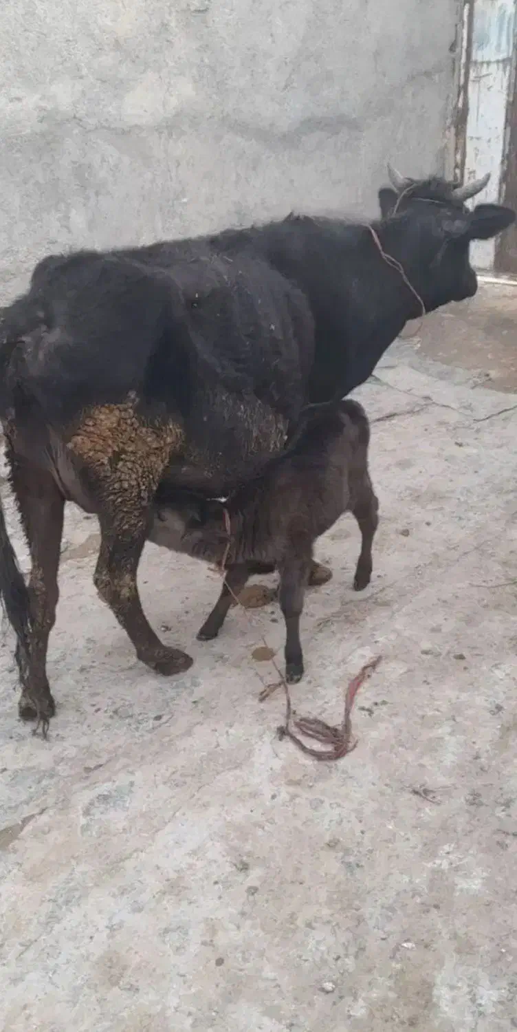 گاو شیری|حیوانات مزرعه|قیدار, |دیوار