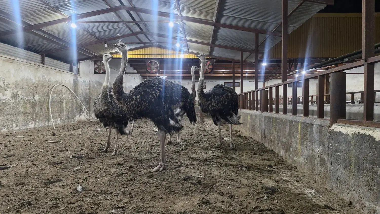 شترمرغ|حیوانات مزرعه|زرندیه, |دیوار