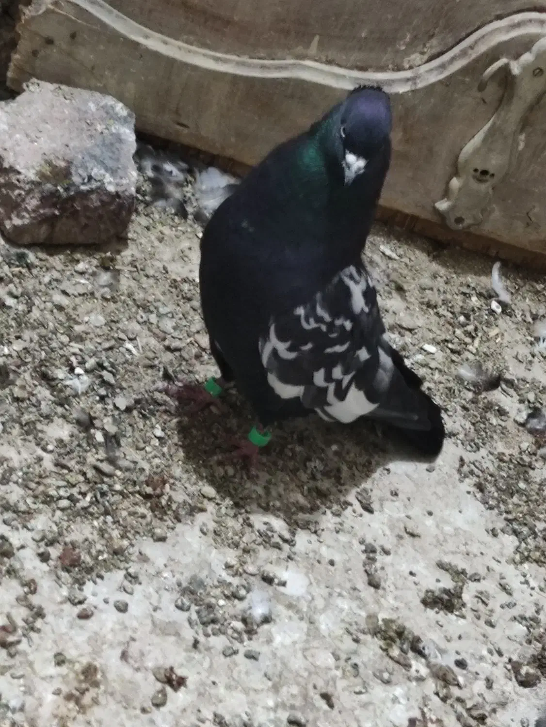 کپوتر اشعل و سینیی|پرنده|حمیدیه, |دیوار