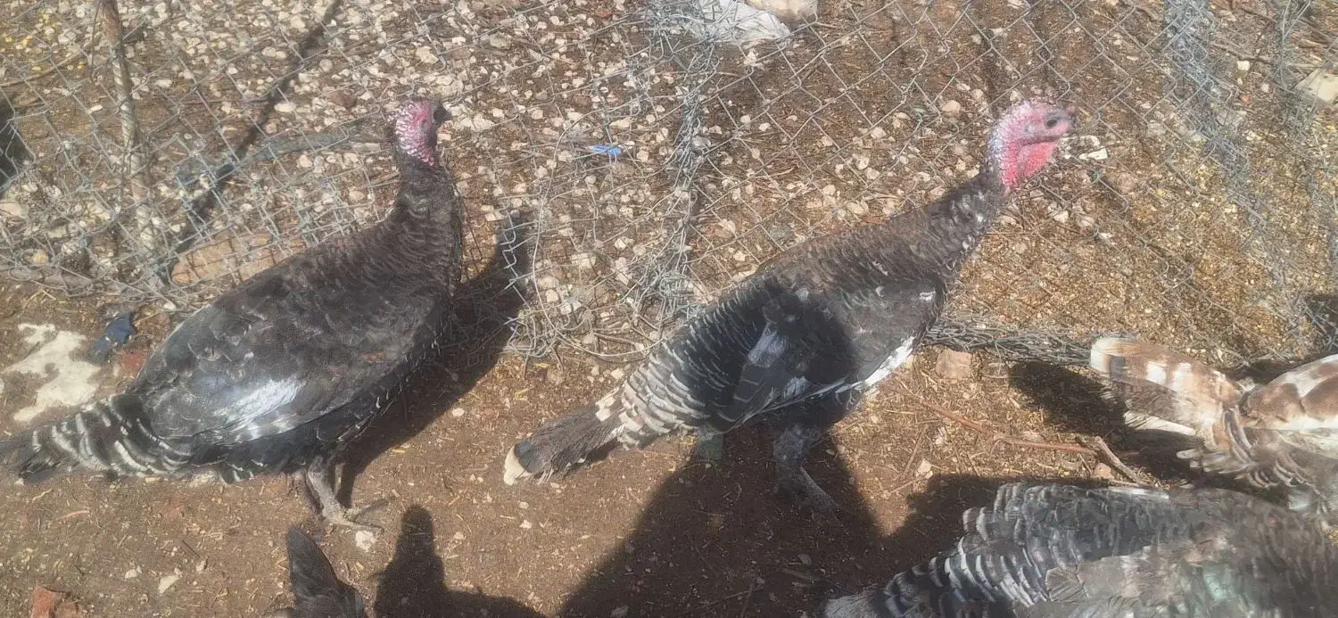 بوقلمون برنز|حیوانات مزرعه|مرودشت, بیست متری بیمارستان|دیوار