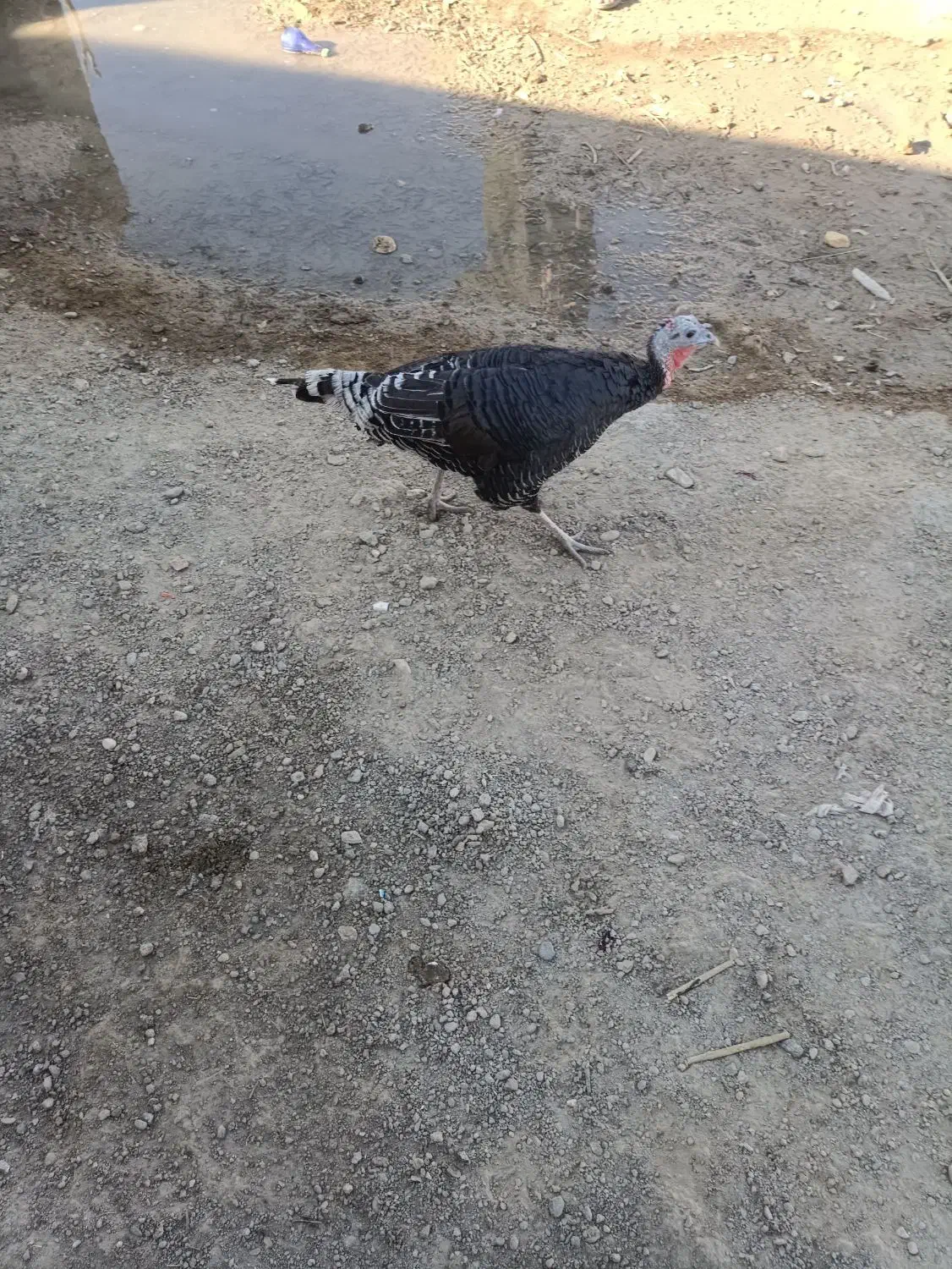 بوقلمون|حیوانات مزرعه|جزنیک, |دیوار