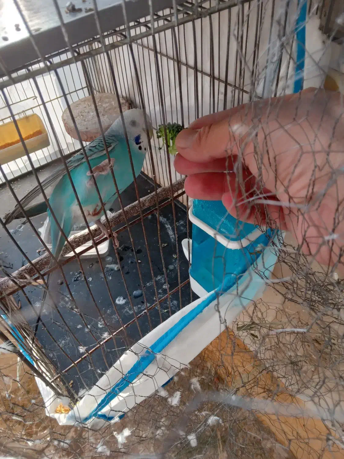 مرغ عشق مولد|پرنده|کرج, فاز ۲ مهرشهر|دیوار