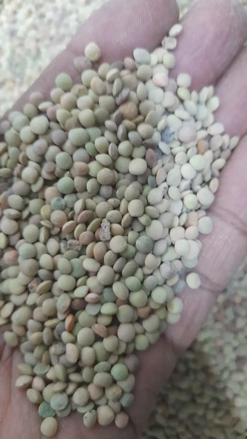 حبوبات خورده وعمده با قیمت استثنایی|عمدهفروشی|مرودشت, علیآباد|دیوار