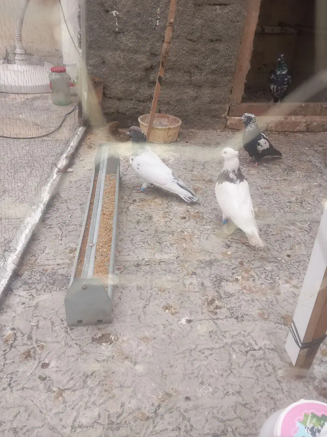 طوقی ماده تخم گذار|پرنده|رباط‌کریم, شترخوار|دیوار