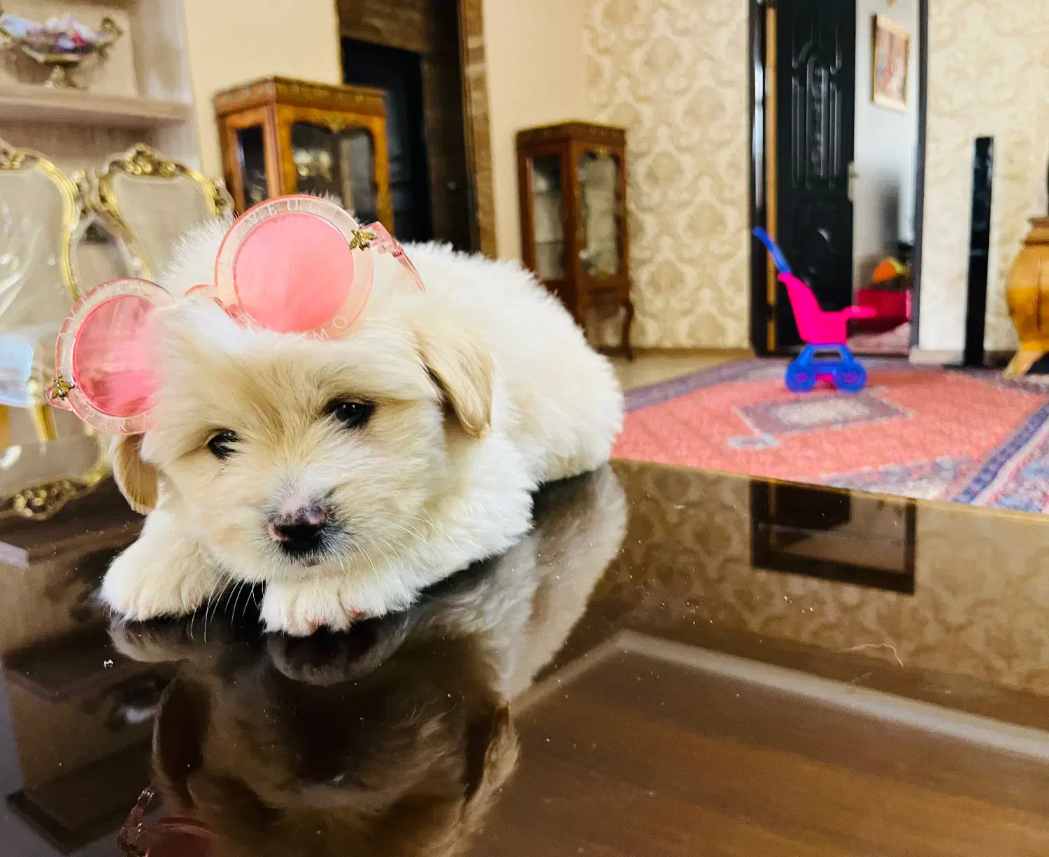 سگ پودل کراس ۲ ماهه|سگ|اردبیل, |دیوار