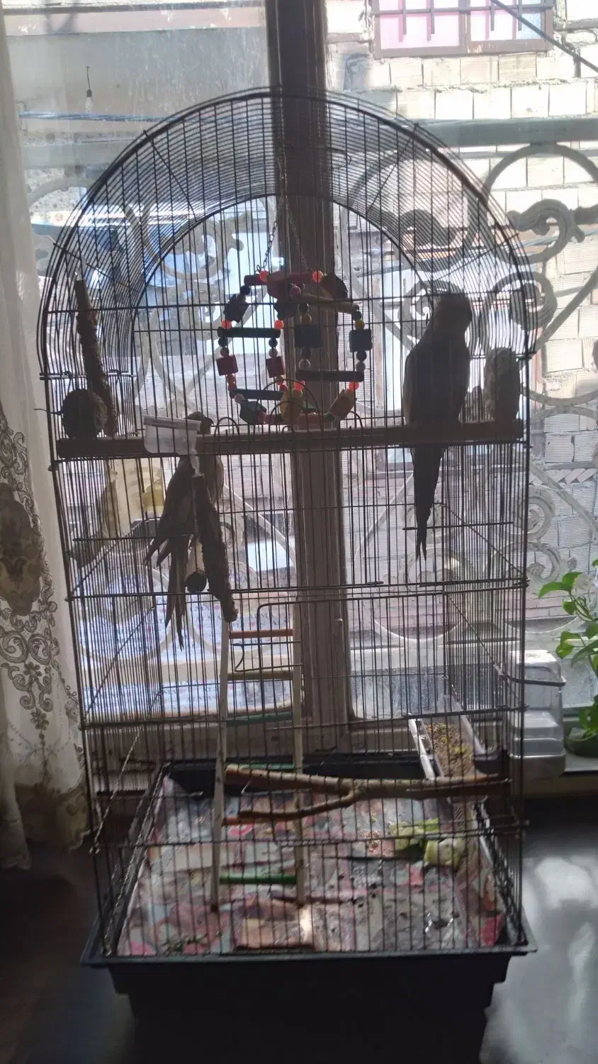 یک جفت عروس هلندی بالغ|پرنده|چهاردانگه (تهران), |دیوار