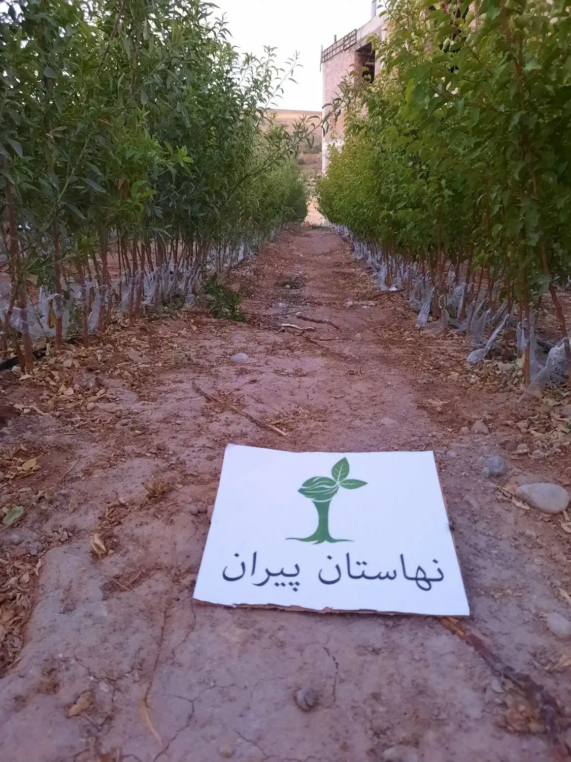 نهالستان پیران،نهال گردو ،نهال بادام ،نهال زردآلو|خدمات باغبانی و درختکاری|مراغه, |دیوار