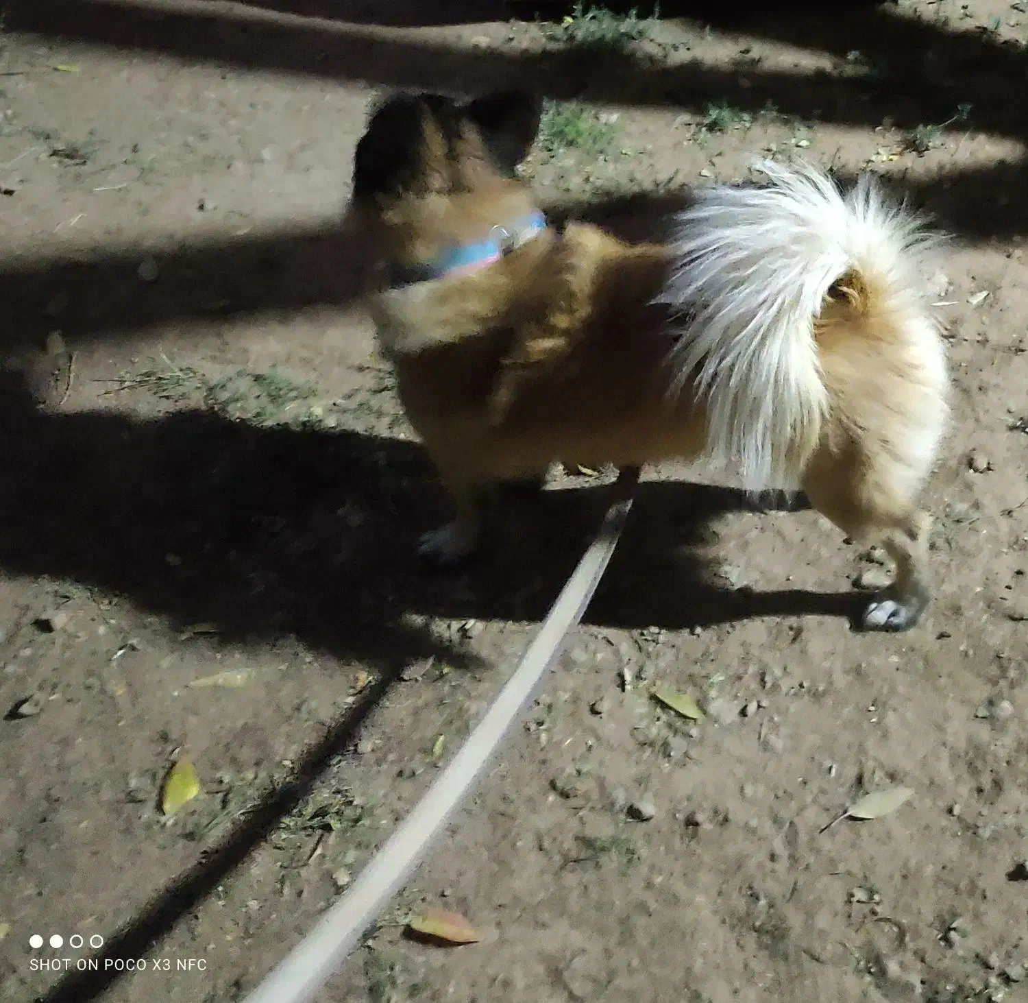 سگ خارجی پامر روباهی|سگ|آباده, |دیوار