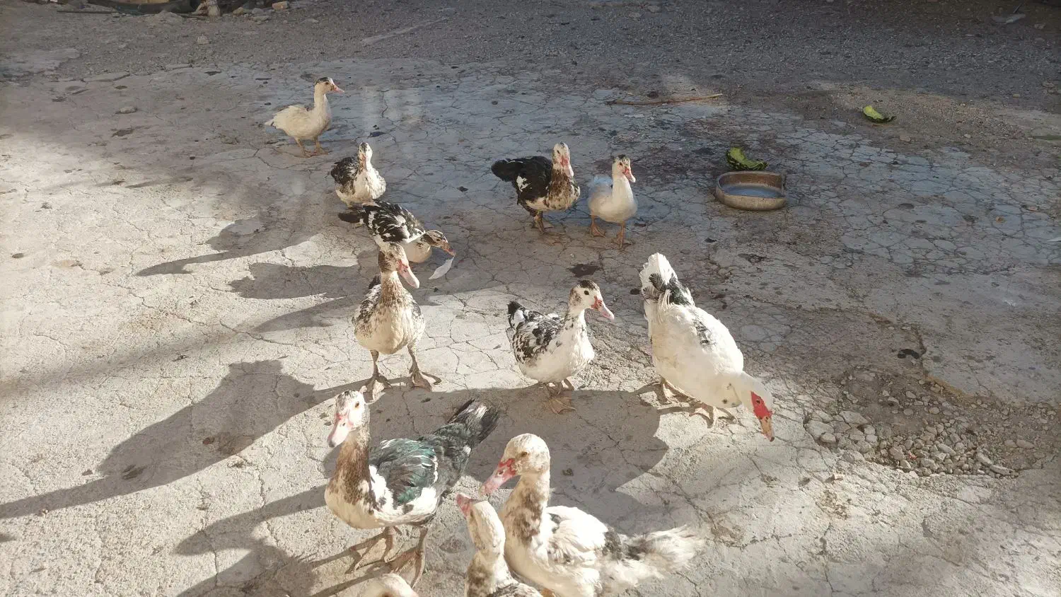 اردک|حیوانات مزرعه|میانه, |دیوار