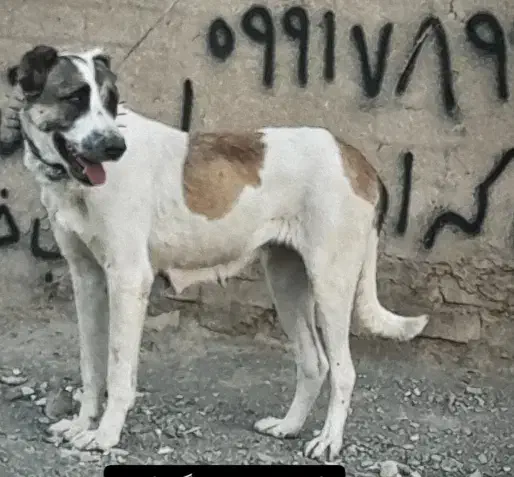 واگذاری سگکانگال آلابای پیتبول افغان نگهبانی|سگ|تهران, میدان میوه و ترهبار مرکزی|دیوار