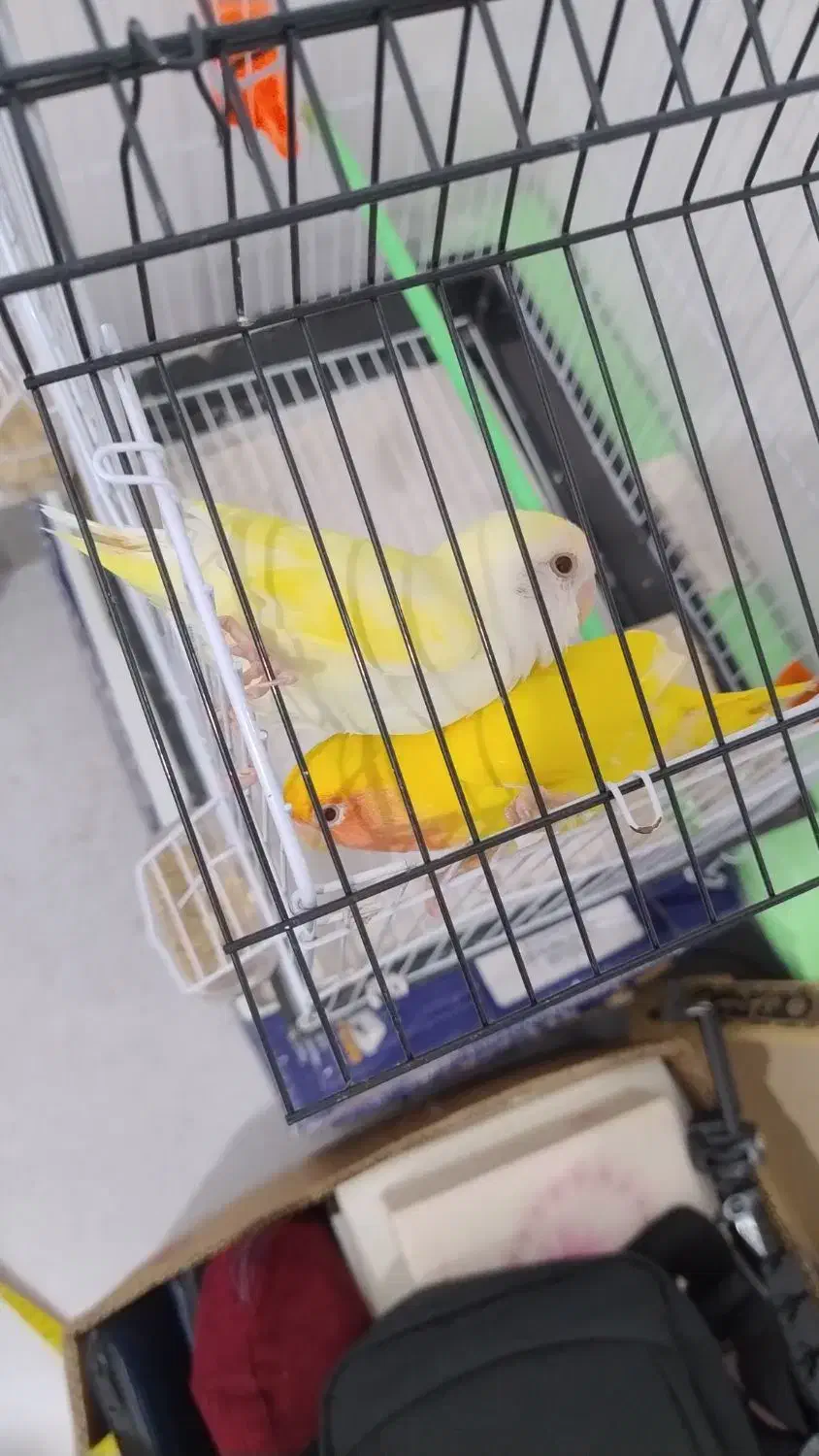 کوتوله برزیلی|پرنده|رشت, نیکمرام|دیوار