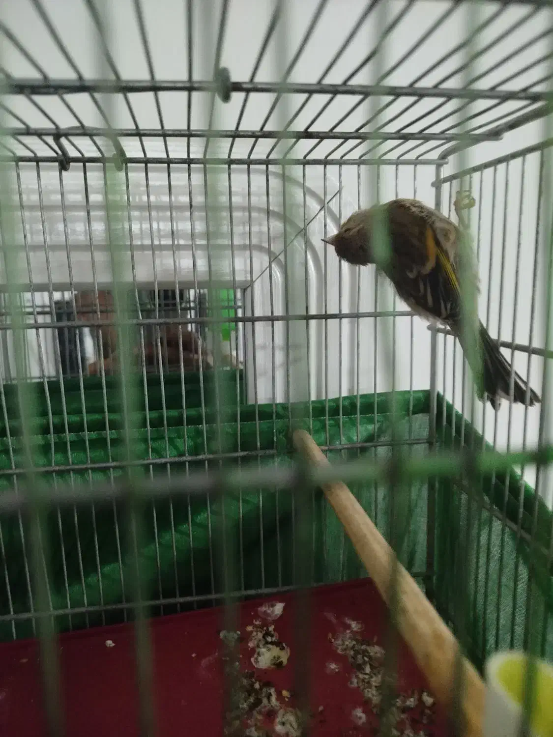 سهره و جوجه سهره قناری|پرنده|شهریار, شهرک امیریه|دیوار