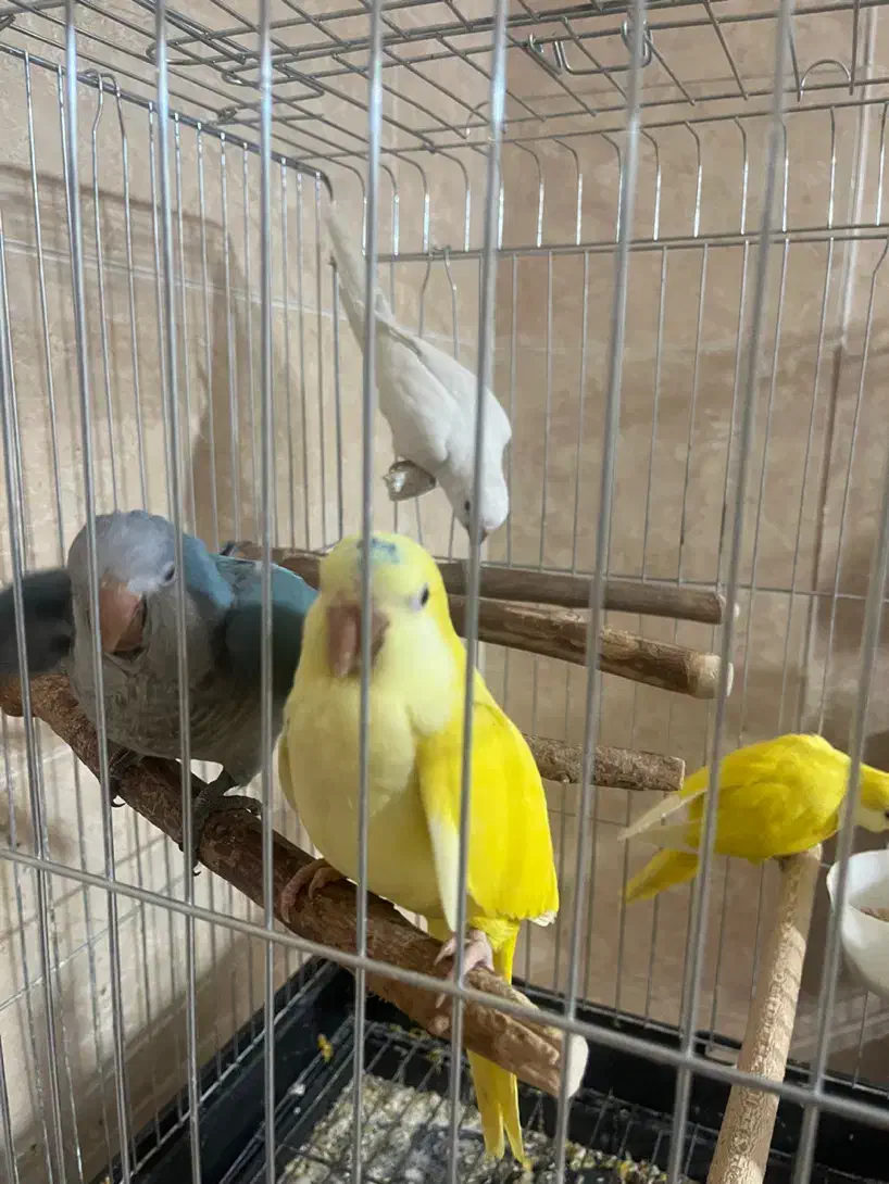 راهب|پرنده|کرج, عظیمیه|دیوار