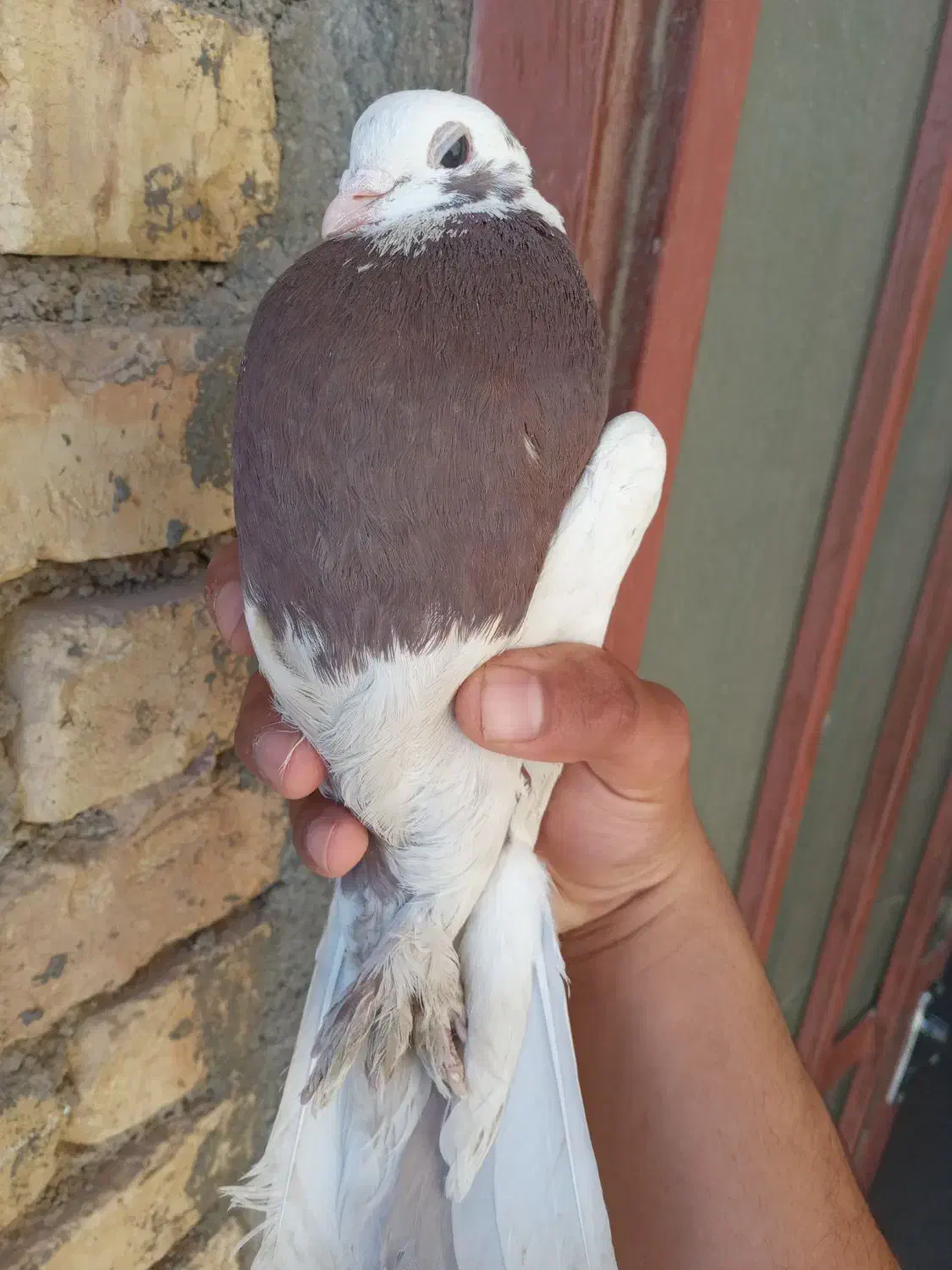 ماده سرخ و سفید پاپری|پرنده|فرخ‌شهر, |دیوار