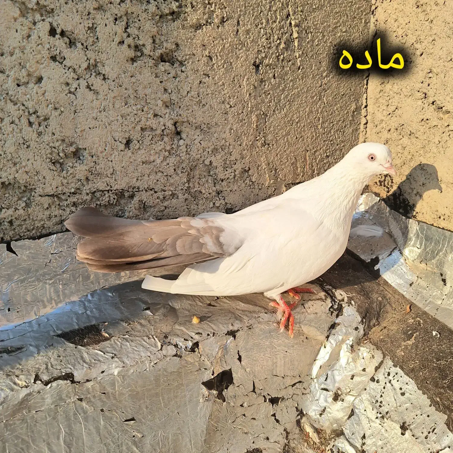 دو ماده دم قهوه ای قطعه دار|پرنده|ارومیه, |دیوار