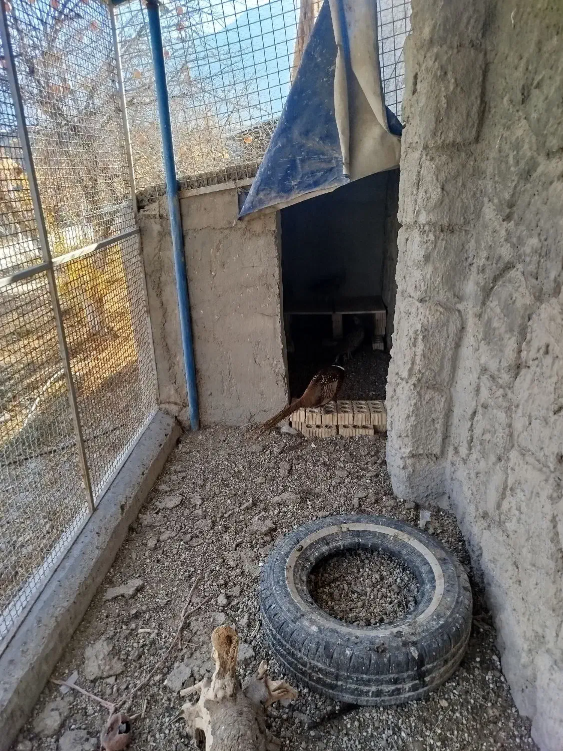 واگذاری طاوس|پرنده|شیراز, محراب|دیوار