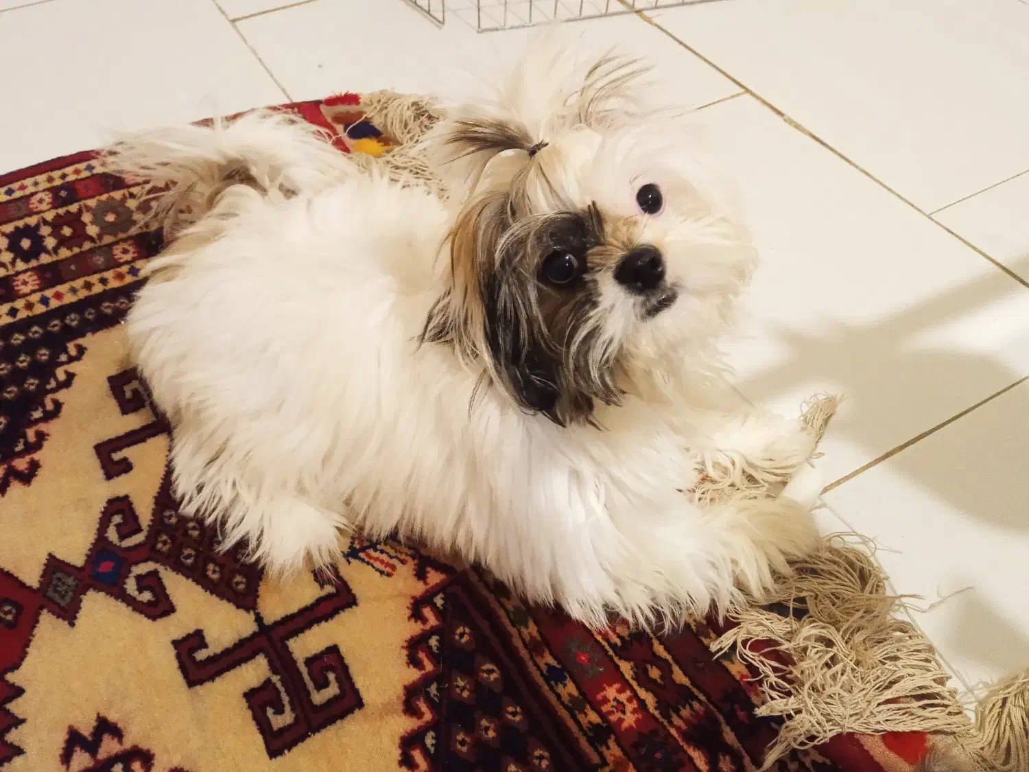 توله سگ شیتزو ۶ ماهه|سگ|تهران, جنت‌آباد مرکزی|دیوار