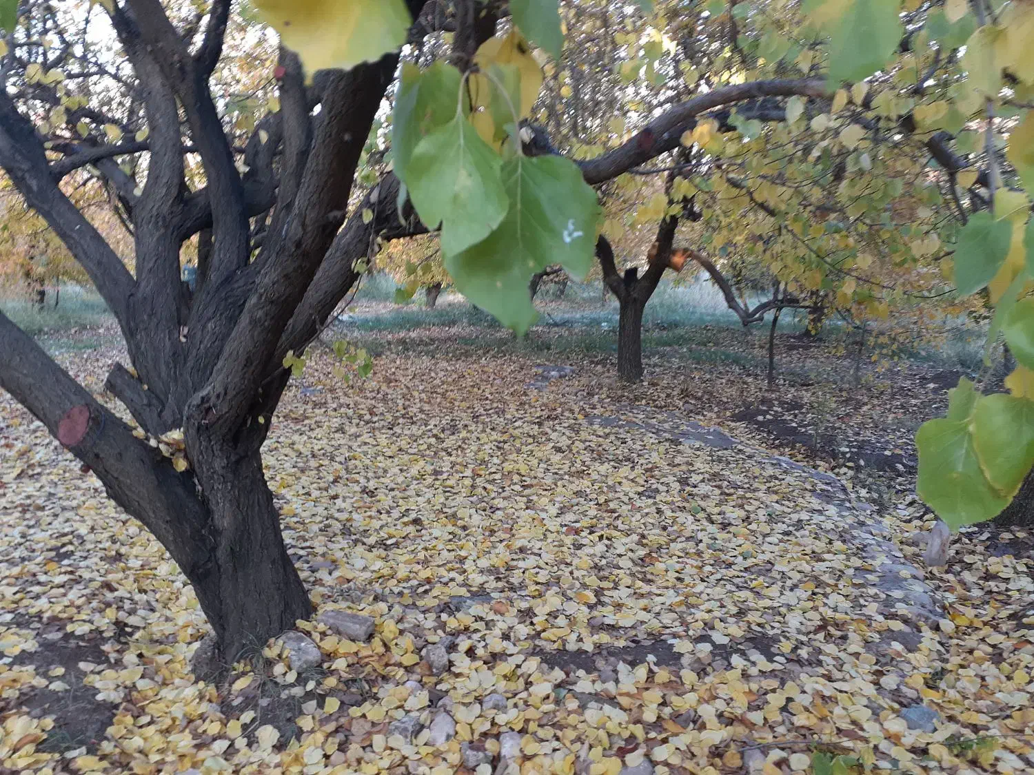 باغ|فروش دفتر صنعتی، کشاورزی، تجاری|خرم‌آباد, |دیوار