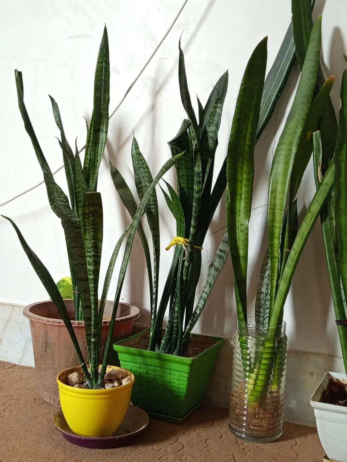 گل سانسوریا|گل و گیاه طبیعی|فولادشهر, مسکن مهر فولادشهر|دیوار