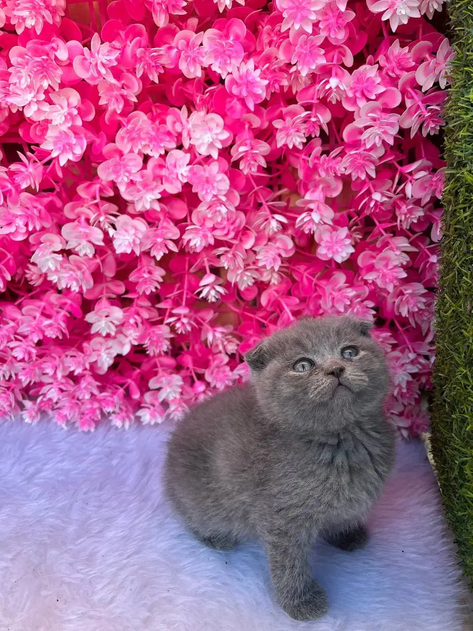 گربه نژاد اسکاتیش فولد شورت هیر|گربه|آمل, |دیوار