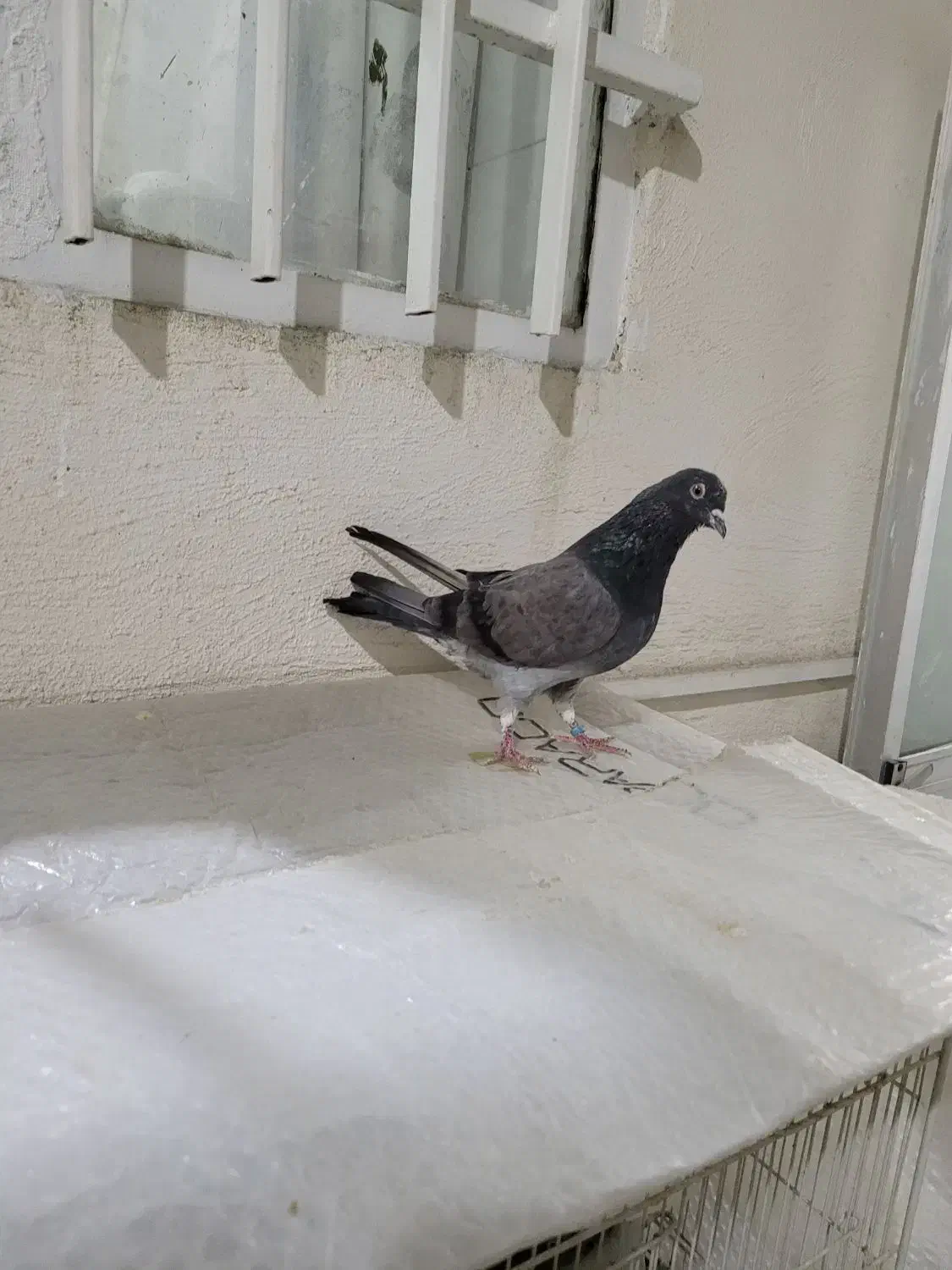 کبوتر پرشی|پرنده|گرگان, |دیوار