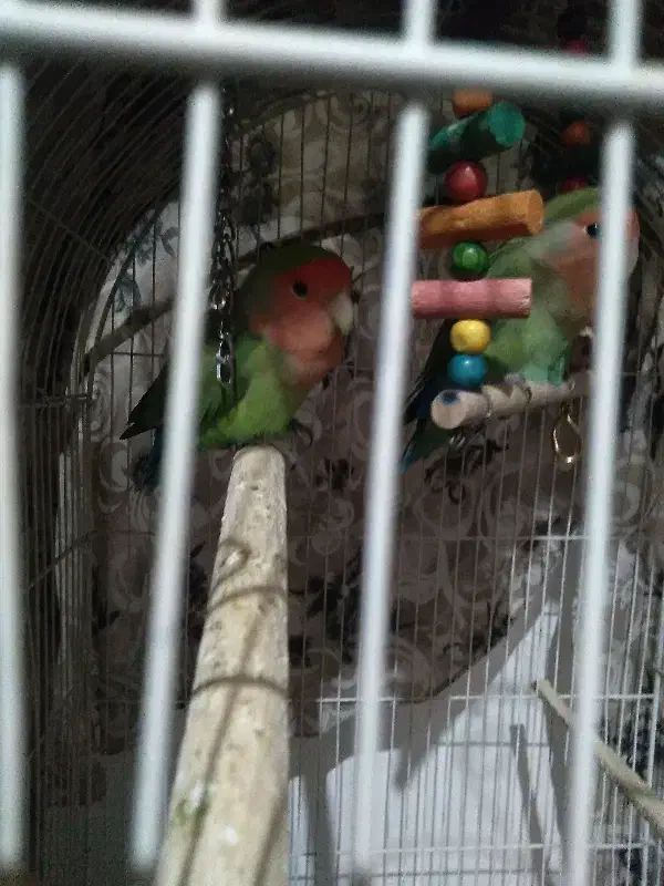 کوتوله ماده|پرنده|مشهد, منزل آباد|دیوار