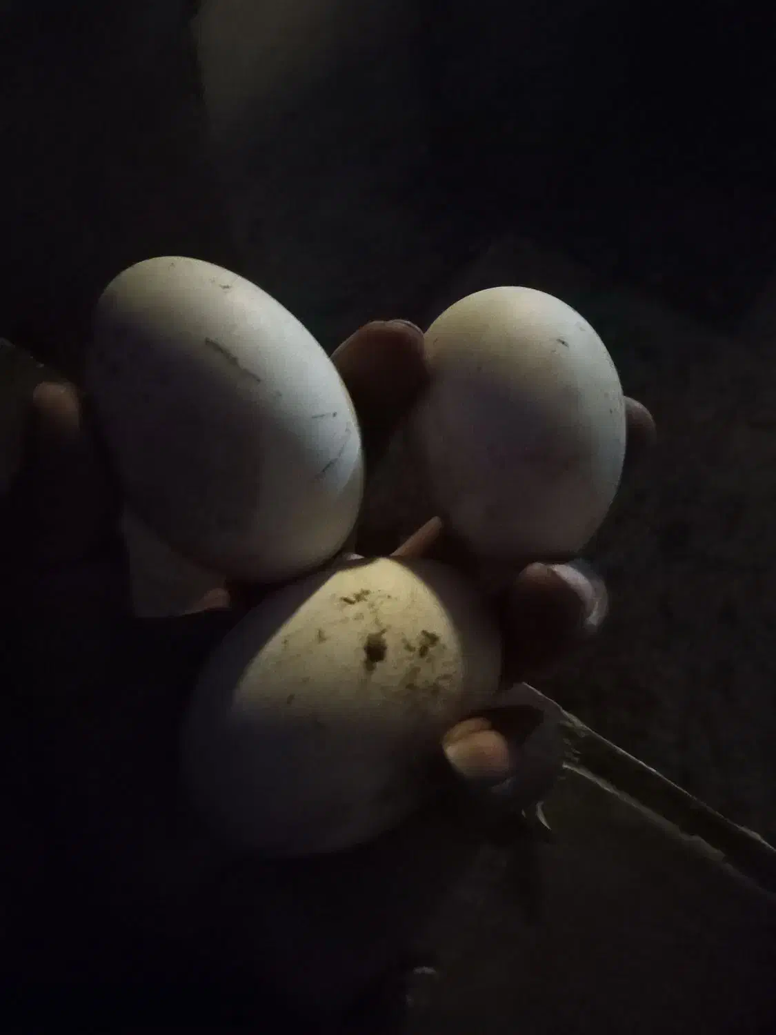 تخم غو غاز|حیوانات مزرعه|رویان, |دیوار