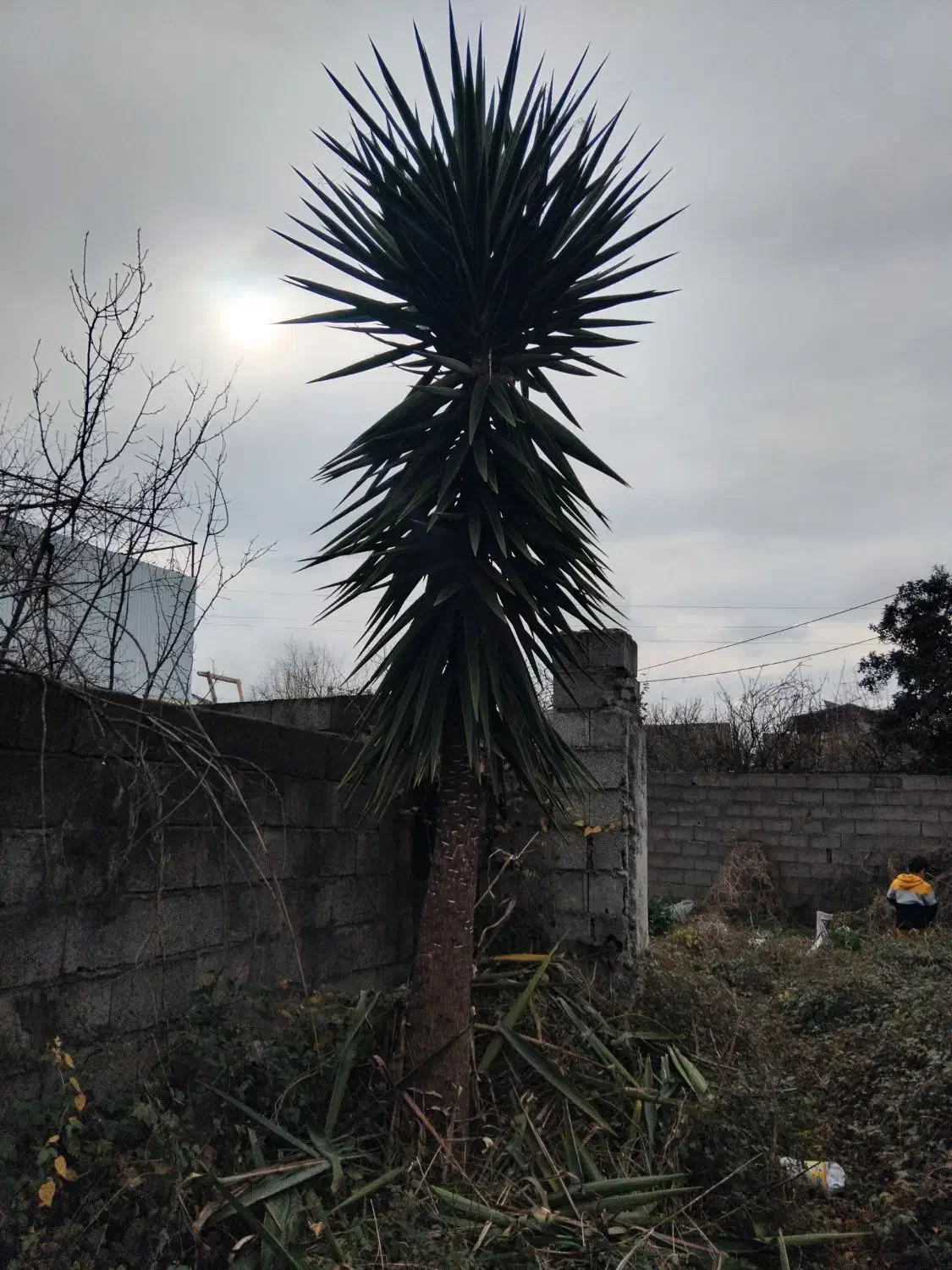 یوکا ۱۰ ساله|گل و گیاه طبیعی|آستانه اشرفیه, |دیوار