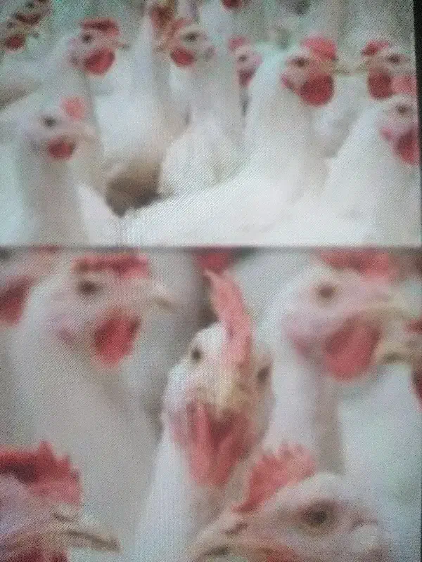 کود مرغ|خدمات باغبانی و درختکاری|جیرفت, |دیوار