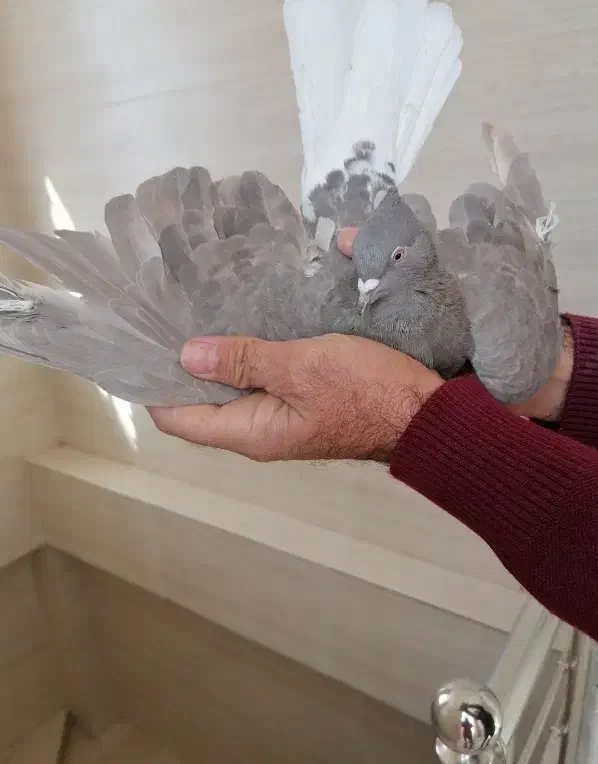 دمه سیاه و سینه زرد|پرنده|یزد, |دیوار