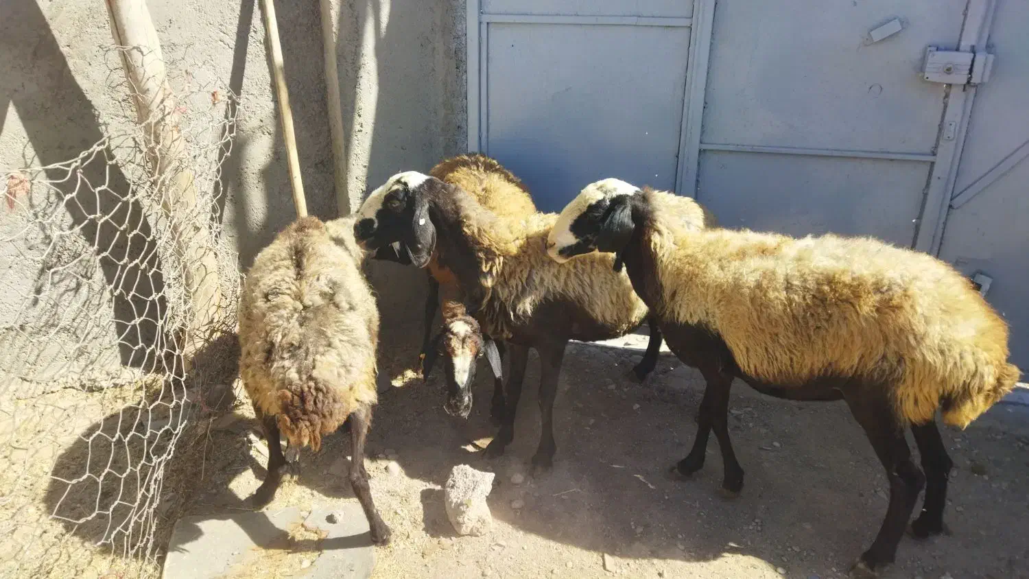 گوسفند میش|حیوانات مزرعه|هشتگرد, هشتگرد قدیم|دیوار