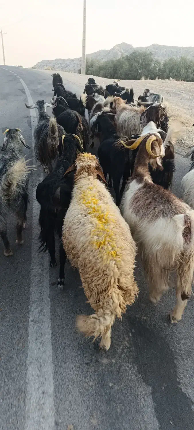 15بز|حیوانات مزرعه|ایلام, |دیوار