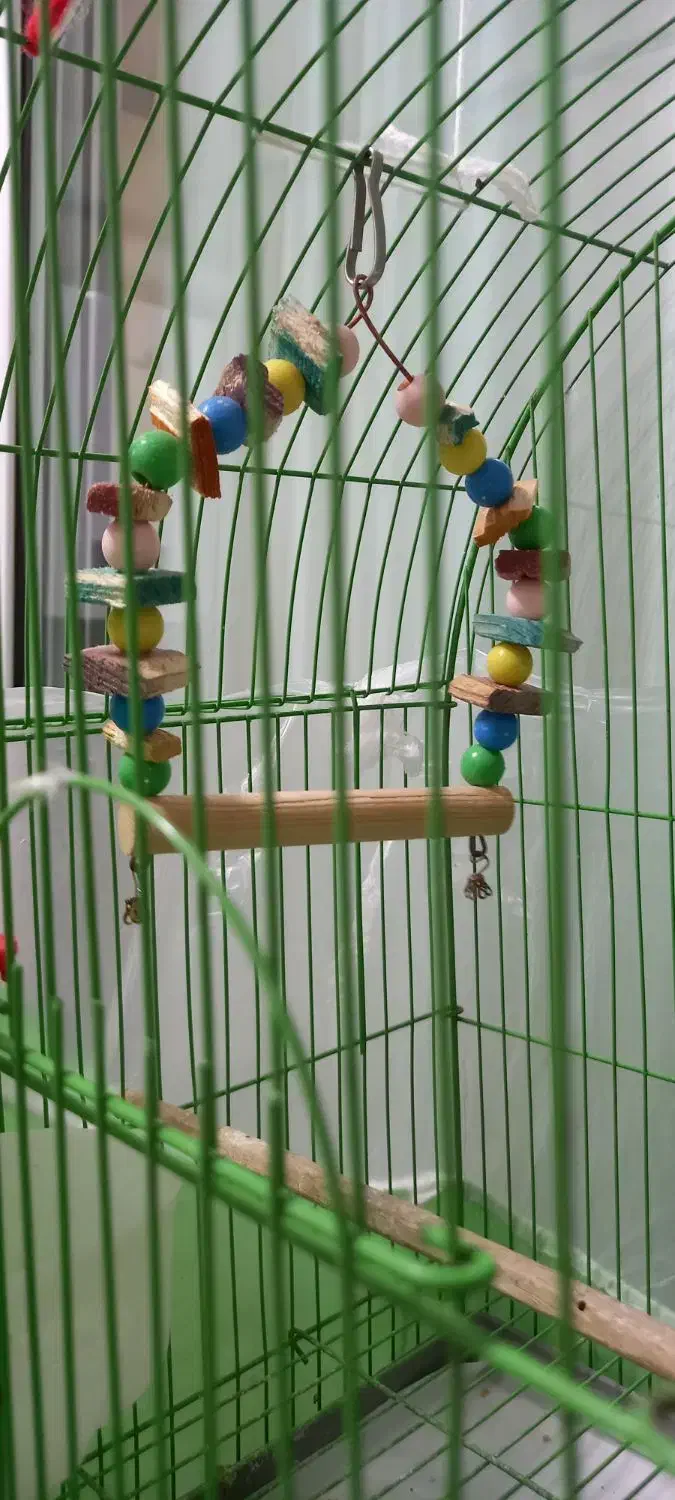 یک جفت مرغ عشق|پرنده|سقز, |دیوار